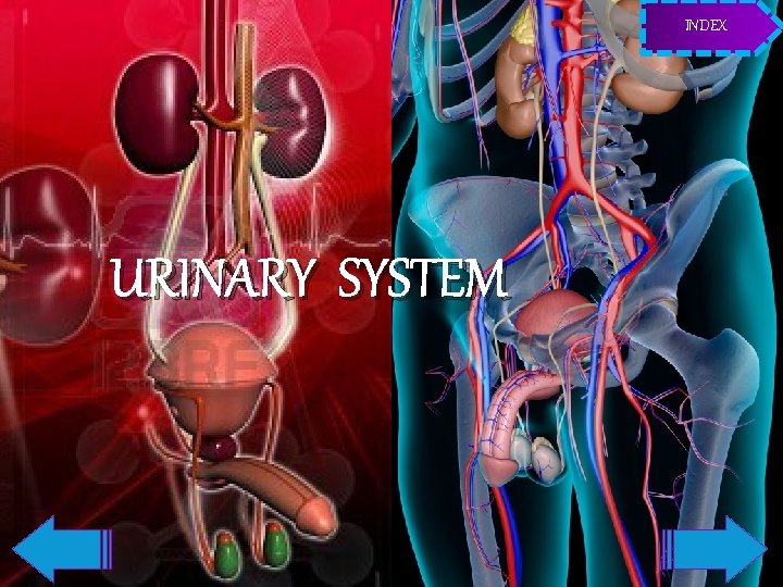 INDEX URINARY SYSTEM 