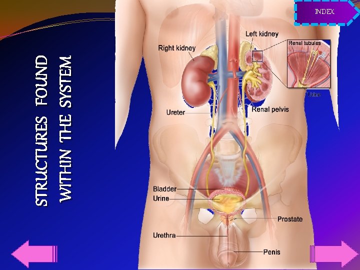 STRUCTURES FOUND WITHIN THE SYSTEM INDEX 