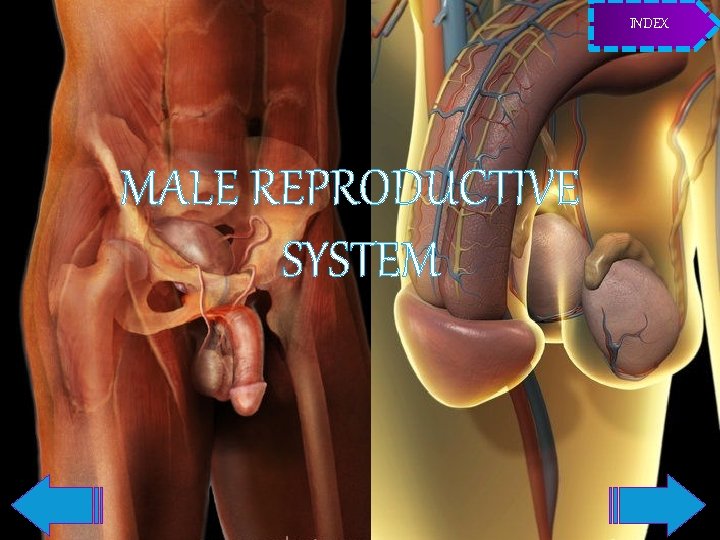 INDEX MALE REPRODUCTIVE SYSTEM 