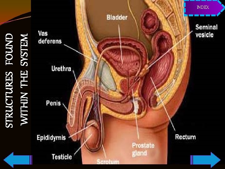 STRUCTURES FOUND WITHIN THE SYSTEM INDEX 