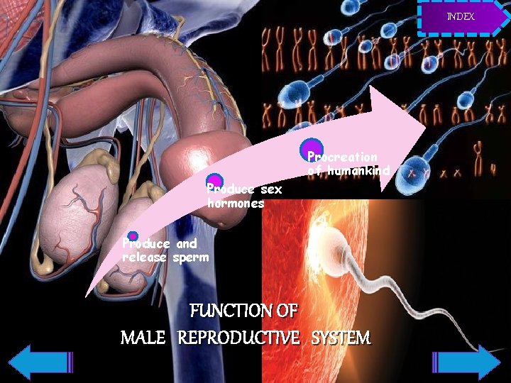 INDEX Procreation of humankind Produce sex hormones Produce and release sperm FUNCTION OF MALE