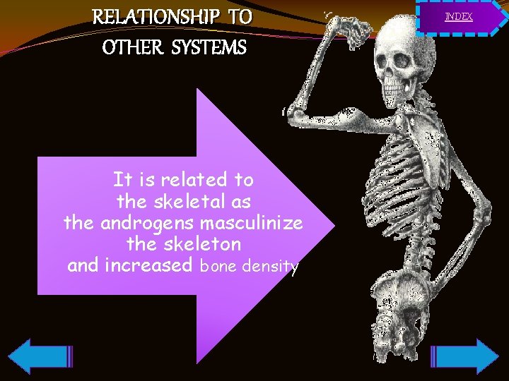 RELATIONSHIP TO OTHER SYSTEMS It is related to the skeletal as the androgens masculinize