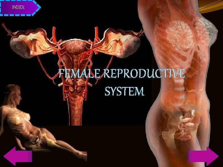 INDEX FEMALE REPRODUCTIVE SYSTEM 