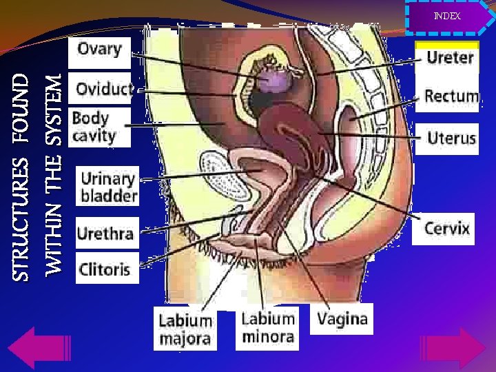 STRUCTURES FOUND WITHIN THE SYSTEM INDEX 