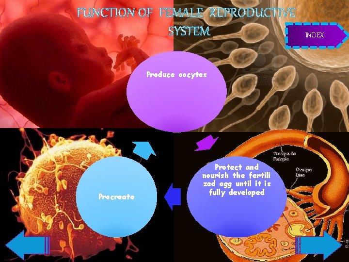 FUNCTION OF FEMALE REPRODUCTIVE SYSTEM Produce oocytes Procreate Protect and nourish the fertili zed