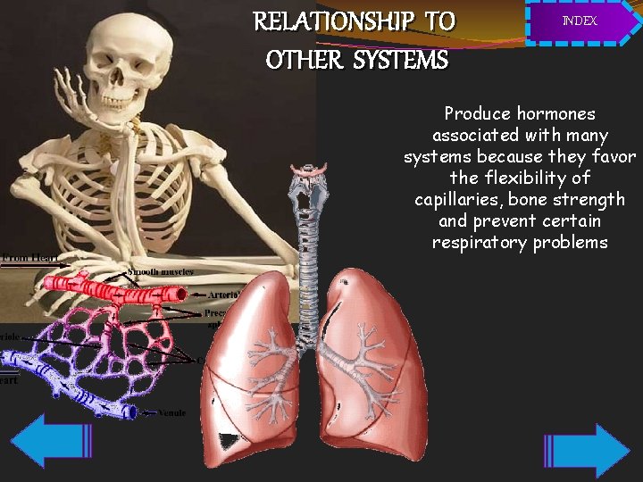 RELATIONSHIP TO OTHER SYSTEMS INDEX Produce hormones associated with many systems because they favor