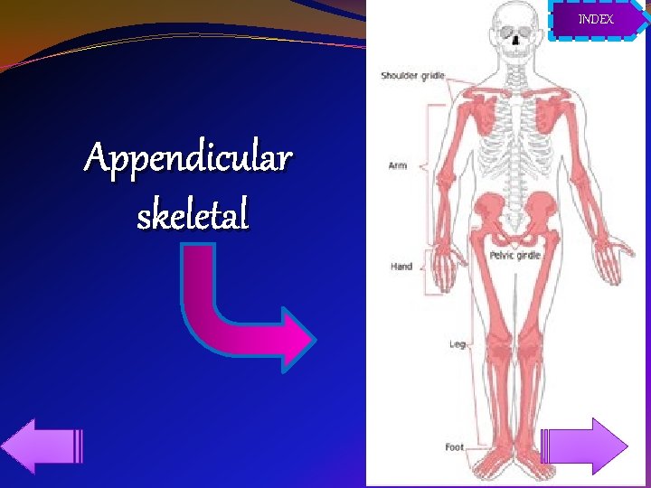 INDEX Appendicular skeletal 