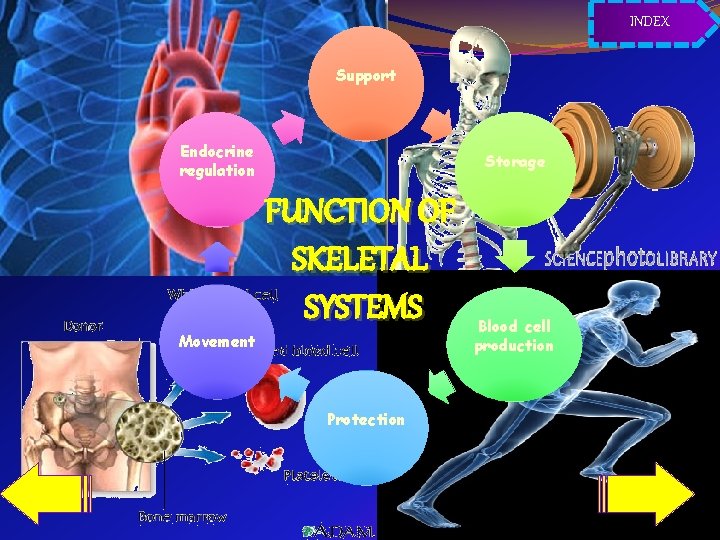 INDEX Support Endocrine regulation Movement Storage FUNCTION OF SKELETAL SYSTEMS Protection Blood cell production