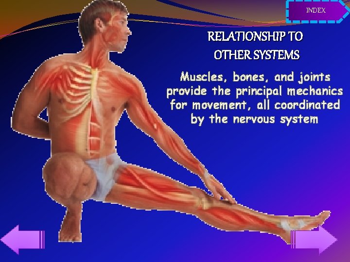 INDEX RELATIONSHIP TO OTHER SYSTEMS Muscles, bones, and joints provide the principal mechanics for