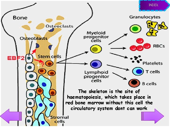 INDEX The skeleton is the site of haematopoiesis, which takes place in red bone