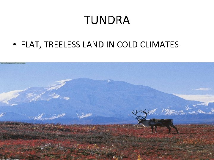 TUNDRA • FLAT, TREELESS LAND IN COLD CLIMATES 