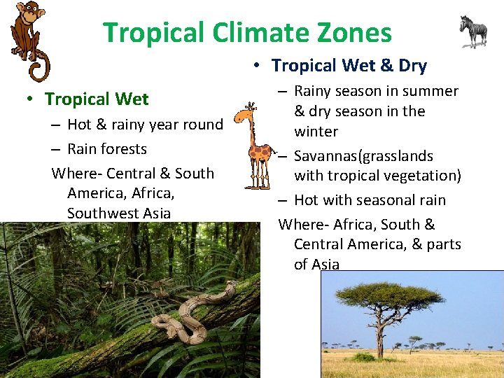 Tropical Climate Zones • Tropical Wet & Dry • Tropical Wet – Hot &