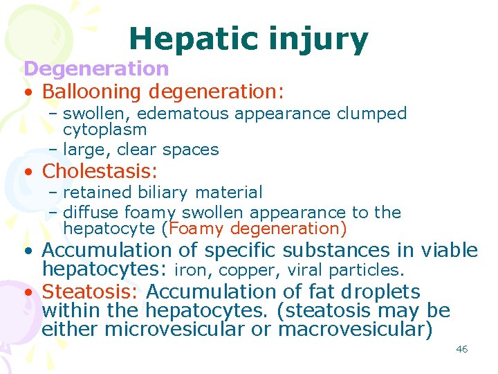 Hepatic injury Degeneration • Ballooning degeneration: – swollen, edematous appearance clumped cytoplasm – large,