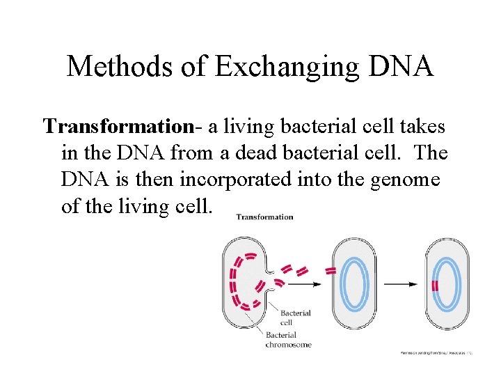 Methods of Exchanging DNA Transformation- a living bacterial cell takes in the DNA from