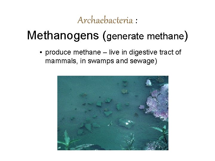 Archaebacteria : Methanogens (generate methane) • produce methane – live in digestive tract of