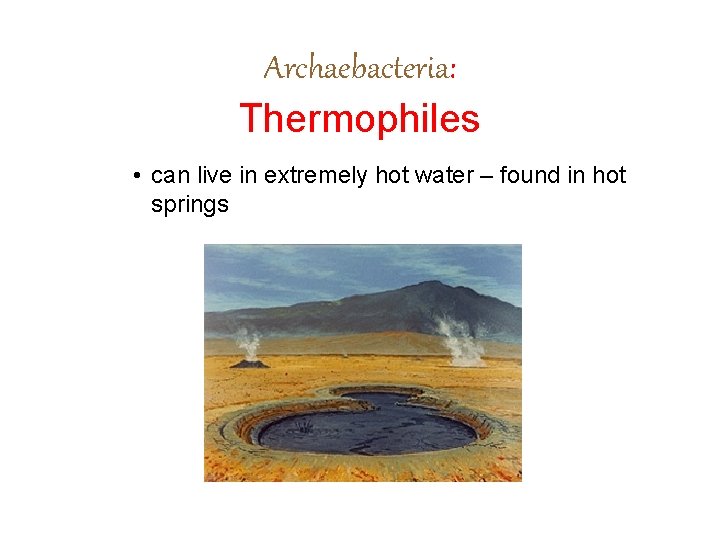 Archaebacteria: Thermophiles • can live in extremely hot water – found in hot springs