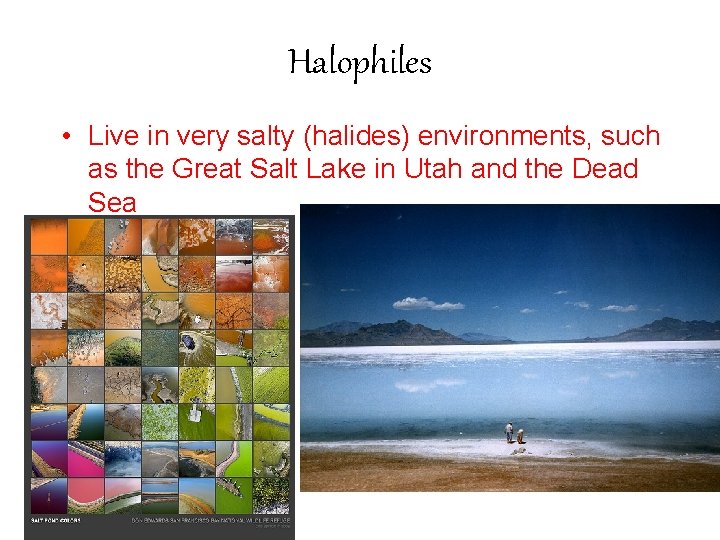 Halophiles • Live in very salty (halides) environments, such as the Great Salt Lake