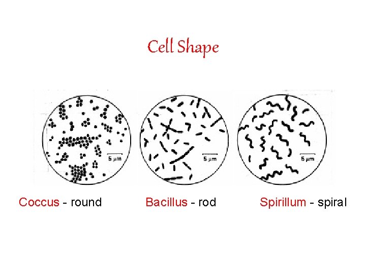 Cell Shape Coccus - round Bacillus - rod Spirillum - spiral 