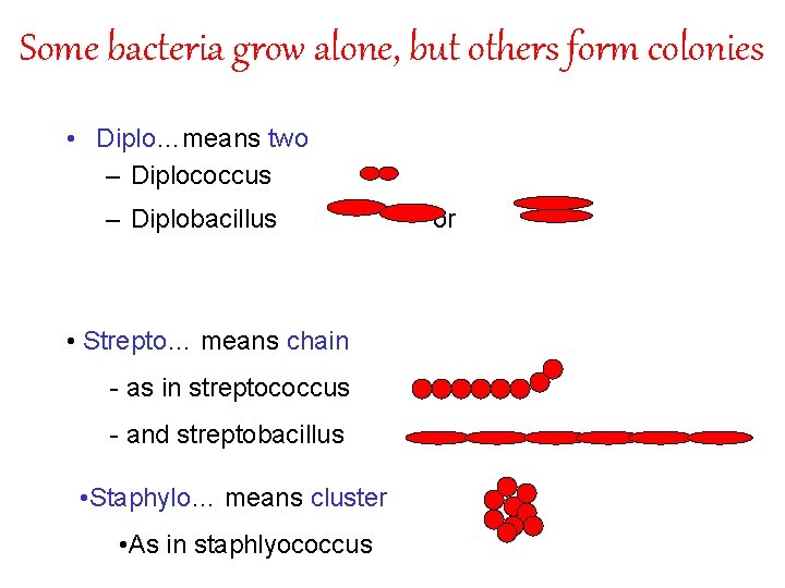 Some bacteria grow alone, but others form colonies • Diplo…means two – Diplococcus –