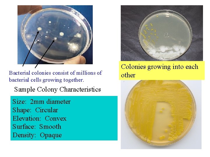 Bacterial colonies consist of millions of bacterial cells growing together. Sample Colony Characteristics Size: