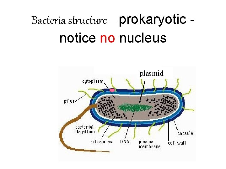 Bacteria structure – prokaryotic notice no nucleus plasmid 