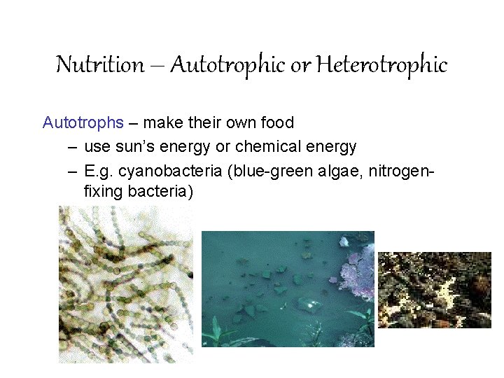 Nutrition – Autotrophic or Heterotrophic Autotrophs – make their own food – use sun’s