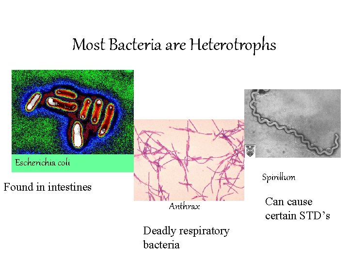 Most Bacteria are Heterotrophs Escherichia coli Spirillum Found in intestines Anthrax Deadly respiratory bacteria