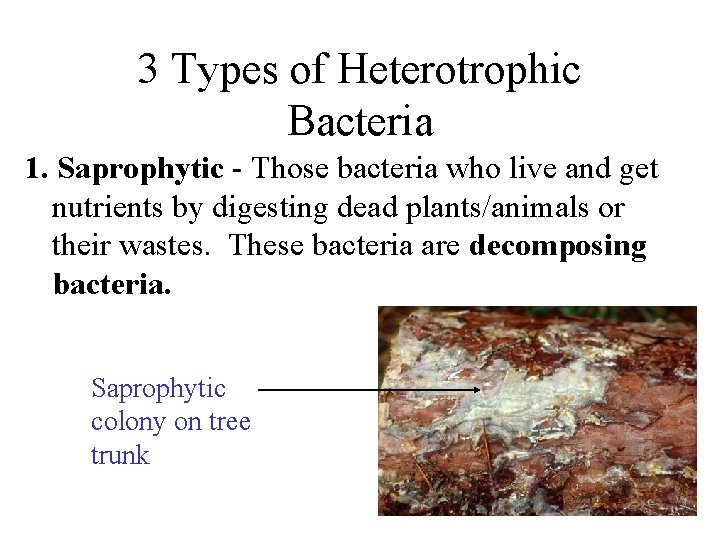 3 Types of Heterotrophic Bacteria 1. Saprophytic - Those bacteria who live and get