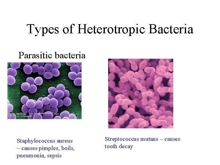 Types of Heterotropic Bacteria Parasitic bacteria Staphylococcus aureus – causes pimples, boils, pneumonia, sepsis