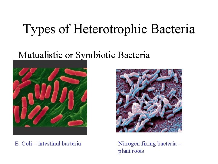 Types of Heterotrophic Bacteria Mutualistic or Symbiotic Bacteria E. Coli – intestinal bacteria Nitrogen