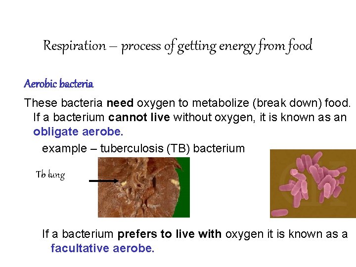 Respiration – process of getting energy from food Aerobic bacteria These bacteria need oxygen