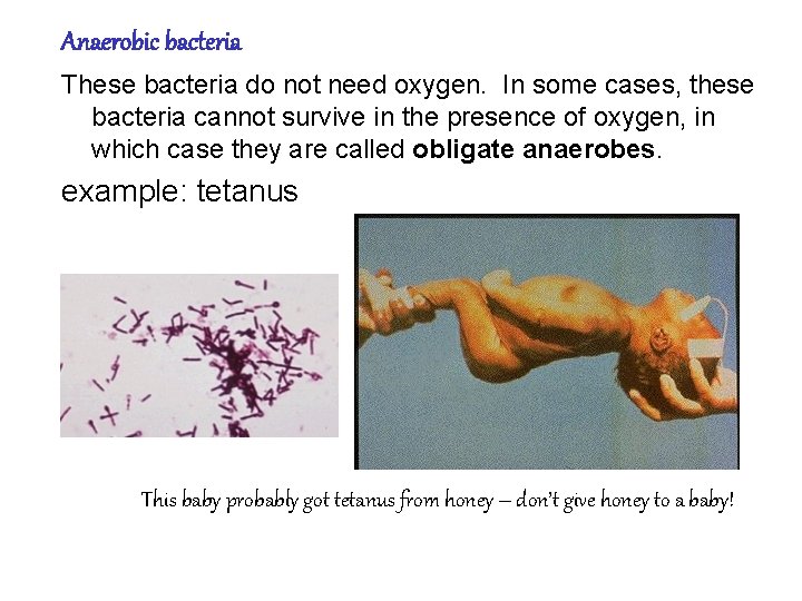 Anaerobic bacteria These bacteria do not need oxygen. In some cases, these bacteria cannot