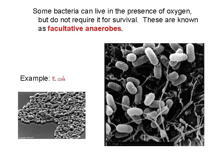 Some bacteria can live in the presence of oxygen, but do not require it