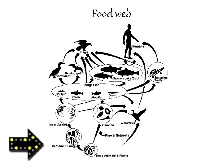 Food web 