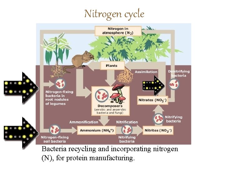 Nitrogen cycle Bacteria recycling and incorporating nitrogen (N), for protein manufacturing. 