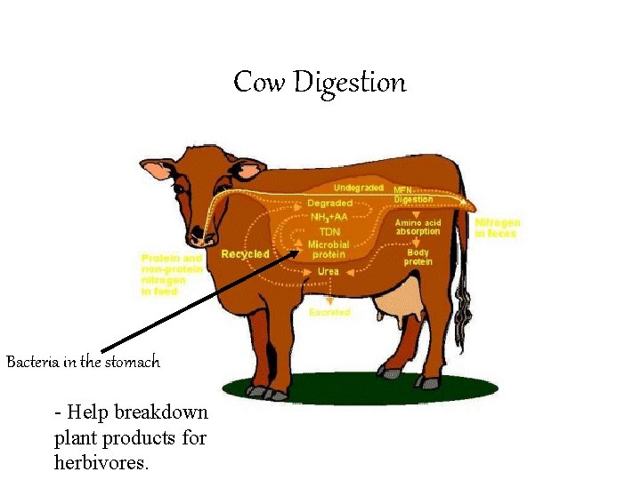 Cow Digestion Bacteria in the stomach - Help breakdown plant products for herbivores. 