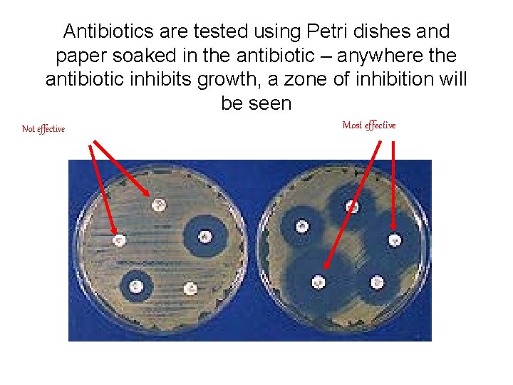 Antibiotics are tested using Petri dishes and paper soaked in the antibiotic – anywhere