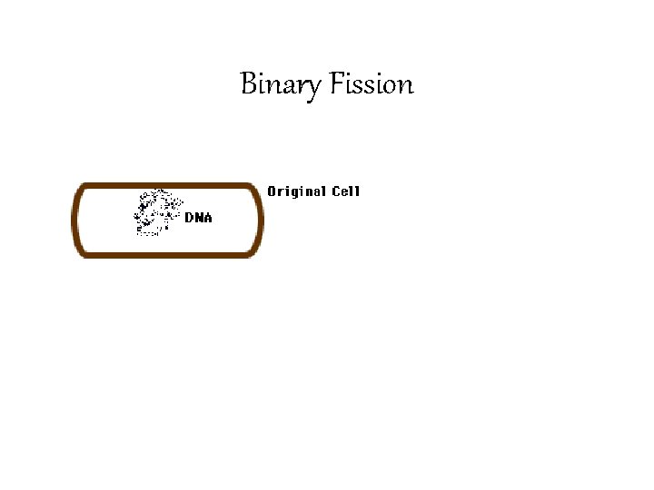 Binary Fission 