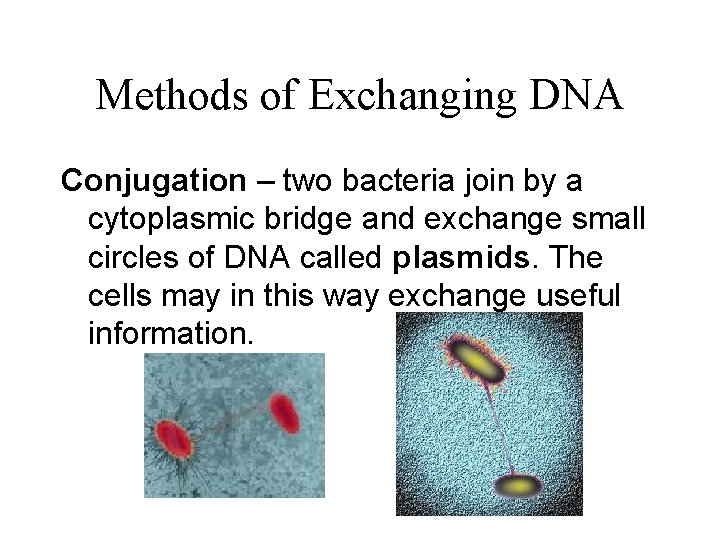 Methods of Exchanging DNA Conjugation – two bacteria join by a cytoplasmic bridge and