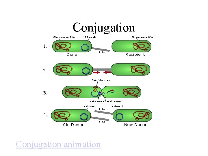 Conjugation animation 