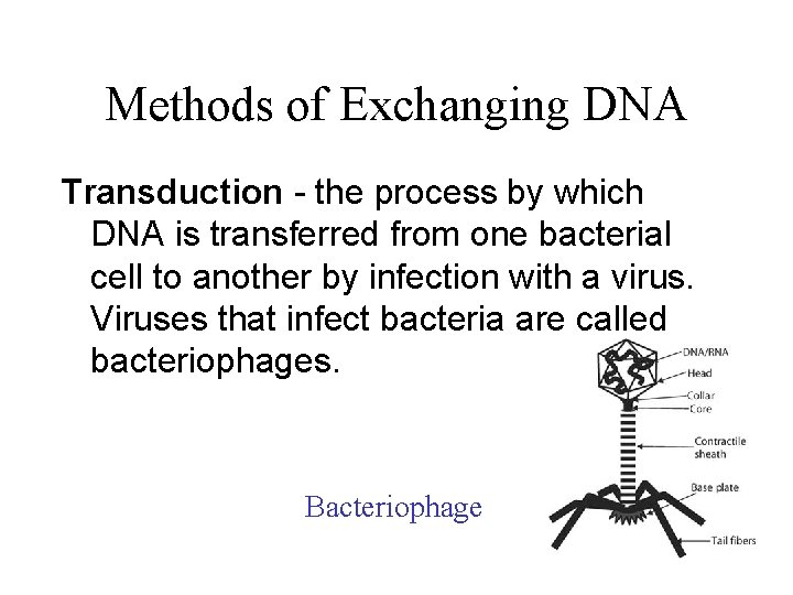 Methods of Exchanging DNA Transduction - the process by which DNA is transferred from