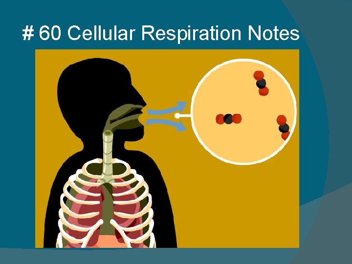 # 60 Cellular Respiration Notes 