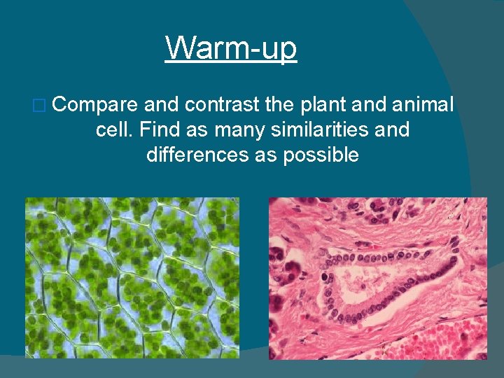 Warm-up � Compare and contrast the plant and animal cell. Find as many similarities