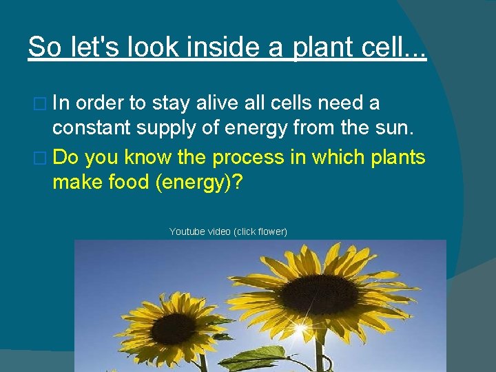 So let's look inside a plant cell. . . � In order to stay