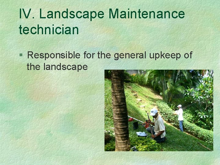 IV. Landscape Maintenance technician § Responsible for the general upkeep of the landscape 