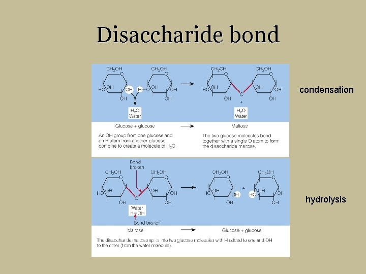 Disaccharide bond condensation hydrolysis 