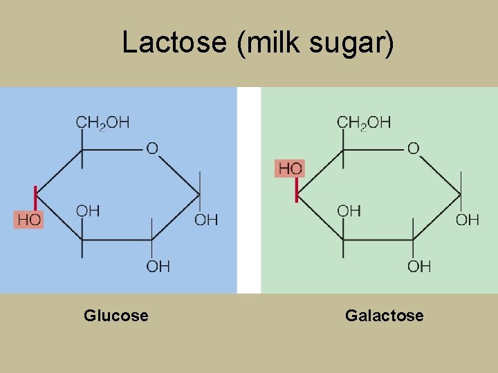 Lactose (milk sugar) Glucose Galactose 