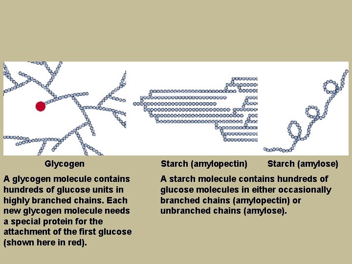 Glycogen A glycogen molecule contains hundreds of glucose units in highly branched chains. Each