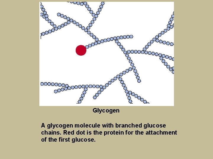 Glycogen A glycogen molecule with branched glucose chains. Red dot is the protein for