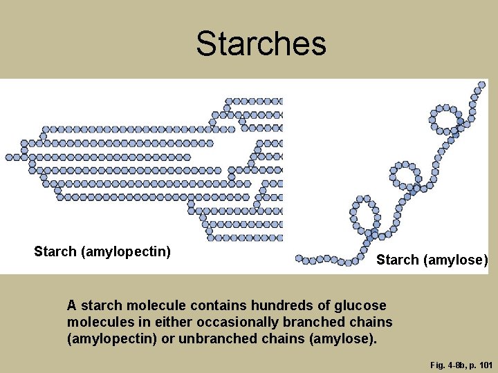 Starches Starch (amylopectin) Starch (amylose) A starch molecule contains hundreds of glucose molecules in